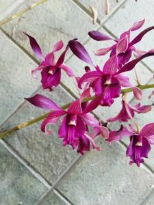 Dendrobium Eka Andayani