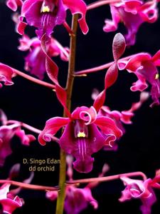 Dendrobium Singo Edan