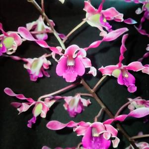 Dendrobium Singo Edan