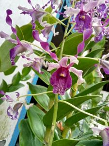 Dendrobium Singo Edan