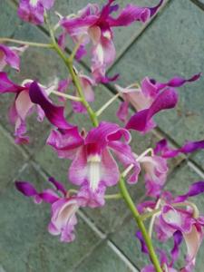 Dendrobium Singo Edan