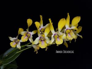 Dendrobium Rani Beauty