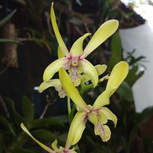 Dendrobium Rani Beauty