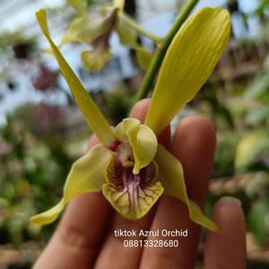 Dendrobium Rani Beauty