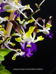 Dendrobium Farrell Alfarookie