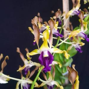 Dendrobium Farrell Alfarookie