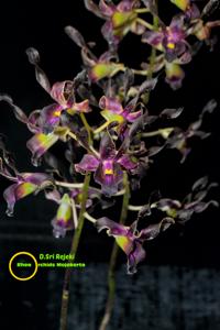 Dendrobium Sri Rejeki