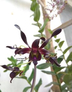 Dendrobium Sri Rejeki