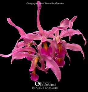 Laeliocattleya Graf's Caramelo