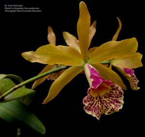 Brassocattleya Graf's Rock Star