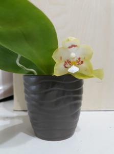 Phalaenopsis Micaels Yellow Style