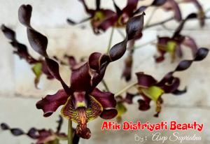 Dendrobium Atik Distriyati Beauty