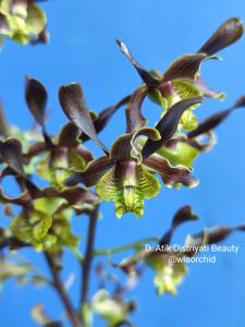 Dendrobium Atik Distriyati Beauty