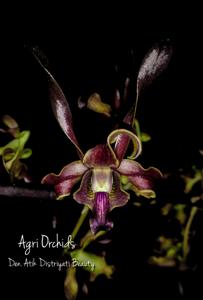 Dendrobium Atik Distriyati Beauty