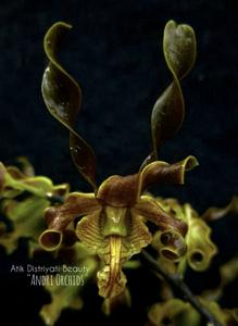 Dendrobium Atik Distriyati Beauty