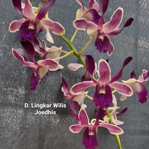 Dendrobium Lingkar Wilis