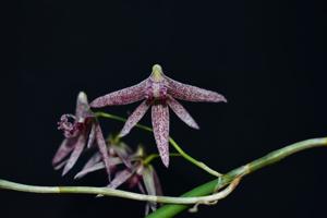 Dendrobium Amphion Megaera