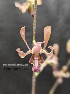 Dendrobium Memoria Ethan Zane