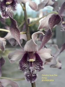 Dendrobium Sam Poo Kong