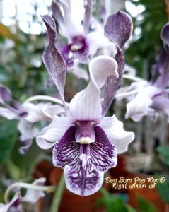 Dendrobium Sam Poo Kong