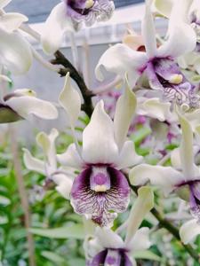 Dendrobium Sam Poo Kong