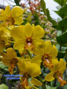 Dendrobium Nivin