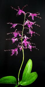 Dendrobium Nina Yulia