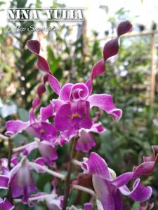 Dendrobium Nina Yulia