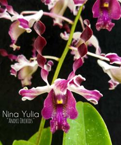 Dendrobium Nina Yulia