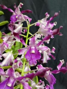 Dendrobium Nina Yulia