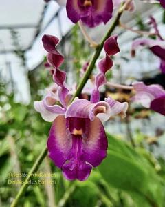 Dendrobium Nisaetus Bartelsi