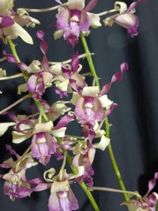 Dendrobium Nisaetus Bartelsi