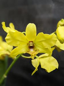 Dendrobium Welirang