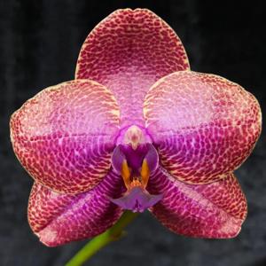 Phalaenopsis Mituo Sun Qin