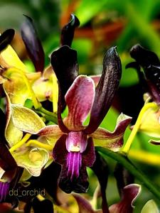 Dendrobium Black Delmora