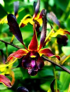 Dendrobium Black Delmora