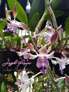 Dendrobium Jagil Raya