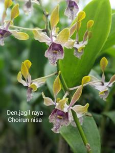 Dendrobium Jagil Raya