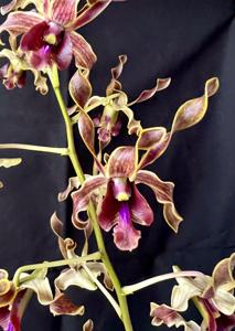 Dendrobium Nicha Steampunk