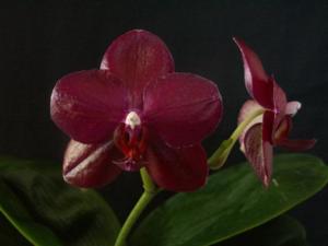 Phalaenopsis Rocket Man