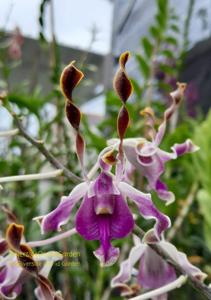 Dendrobium Riverside Orchid Garden