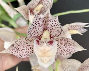 Catasetum Norm Tupper