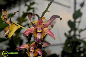 Dendrobium Techno Natura