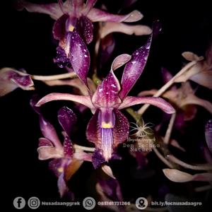 Dendrobium Techno Natura