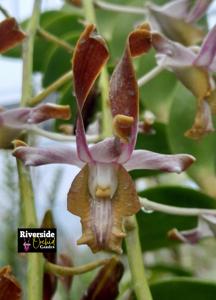 Dendrobium Techno Natura