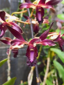 Dendrobium Techno Natura