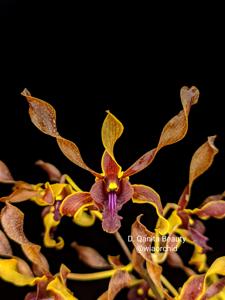 Dendrobium Qanita Beauty