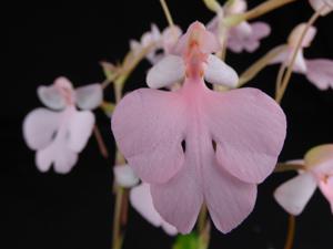 Habenaria Pinkie