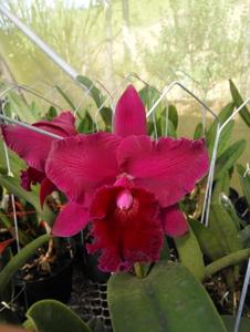 Rhyncholaeliocattleya Memoria Viria Molina Siverio