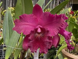 Rhyncholaeliocattleya Memoria Viria Molina Siverio